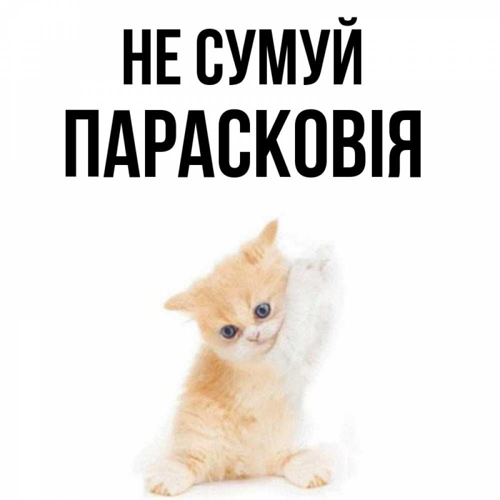 Открытка на каждый день з підписом, Парасковія Не сумуй просящий кот Прикольна листівка з побажанням онлайн скачати безкоштовно 