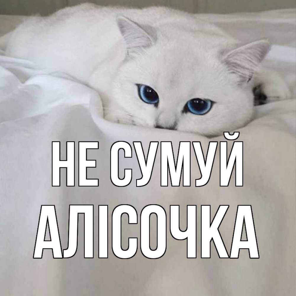 Открытка на каждый день з підписом, Алісочка Не сумуй белый кот с голубыми глазами на белоснежной кровати Прикольна листівка з побажанням онлайн скачати безкоштовно 