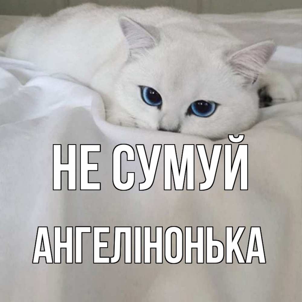 Открытка на каждый день з підписом, Ангелінонька Не сумуй белый кот с голубыми глазами на белоснежной кровати Прикольна листівка з побажанням онлайн скачати безкоштовно 