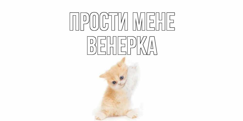 Открытка на каждый день з підписом, Венерка Прости мене кот Прикольна листівка з побажанням онлайн скачати безкоштовно 