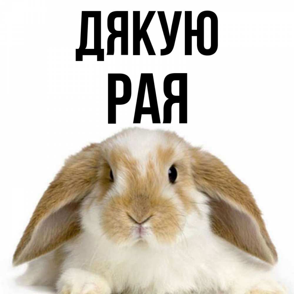 Открытка на каждый день з підписом, Рая Дякую коричнево белый заяц Прикольна листівка з побажанням онлайн скачати безкоштовно 