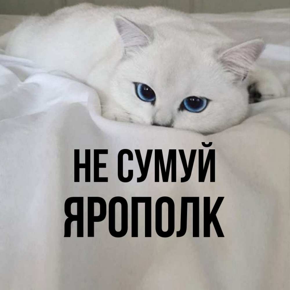 Открытка на каждый день з підписом, Ярополк Не сумуй Голубоглазая кошка Прикольна листівка з побажанням онлайн скачати безкоштовно 