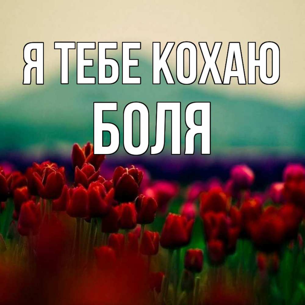 Открытка на каждый день з підписом, Боля Я тебе кохаю тюльпаны 4 Прикольна листівка з побажанням онлайн скачати безкоштовно 