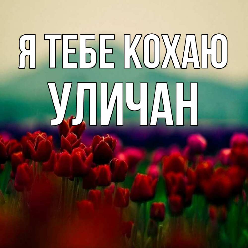 Открытка на каждый день з підписом, Уличан Я тебе кохаю тюльпаны 4 Прикольна листівка з побажанням онлайн скачати безкоштовно 