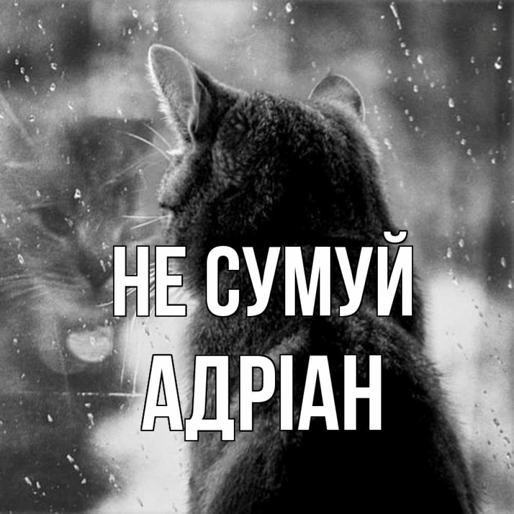 Открытка на каждый день з підписом, Адріан Не сумуй отражение кота 1 Прикольна листівка з побажанням онлайн скачати безкоштовно 