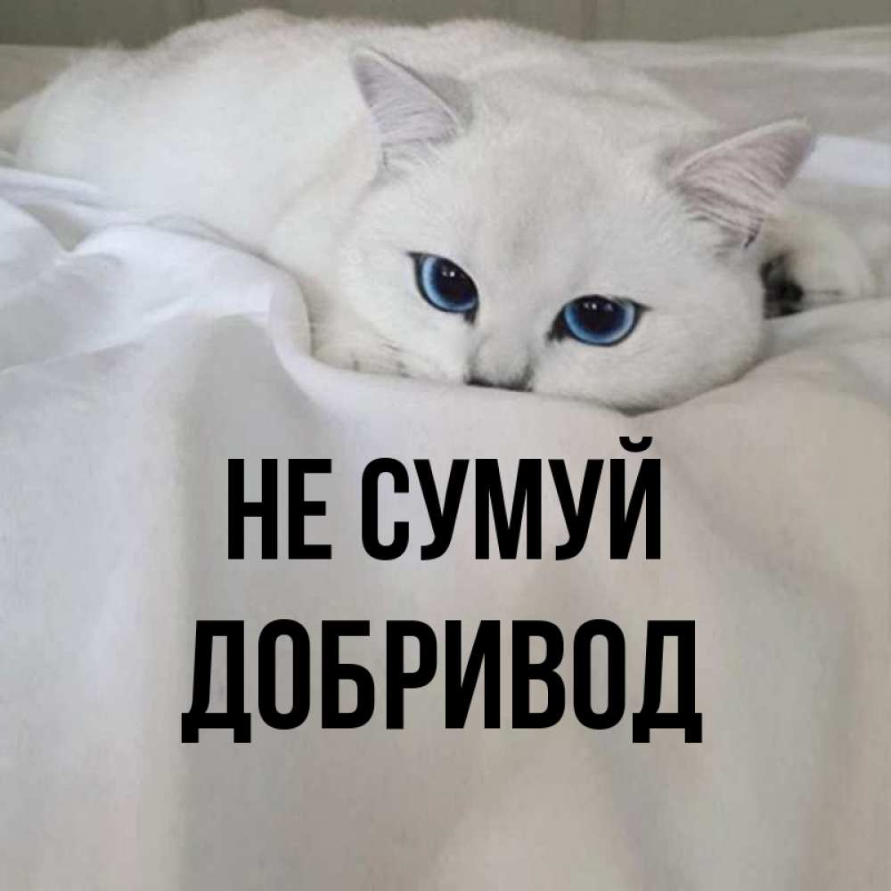 Открытка на каждый день з підписом, Добривод Не сумуй Голубоглазая кошка Прикольна листівка з побажанням онлайн скачати безкоштовно 