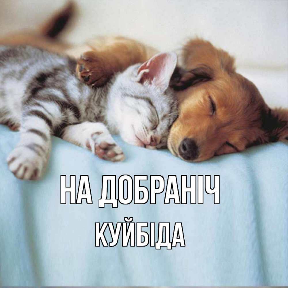 Открытка на каждый день з підписом, Куйбіда На добраніч с животными Прикольна листівка з побажанням онлайн скачати безкоштовно 