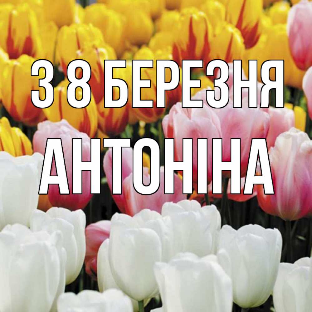Открытка на каждый день з підписом, Антоніна З 8 БЕРЕЗНЯ разноцветные цветы Прикольна листівка з побажанням онлайн скачати безкоштовно 