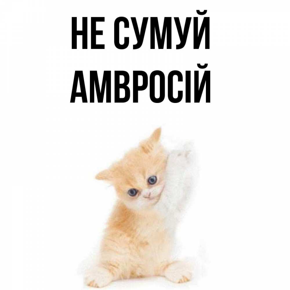 Открытка на каждый день з підписом, Амвросій Не сумуй просящий кот Прикольна листівка з побажанням онлайн скачати безкоштовно 