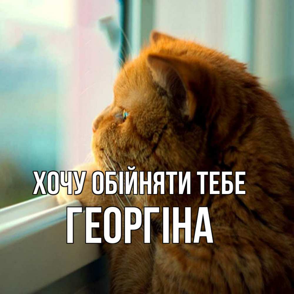 Открытка на каждый день з підписом, Георгіна Хочу обійняти тебе большой огромный рыжий котяра Прикольна листівка з побажанням онлайн скачати безкоштовно 