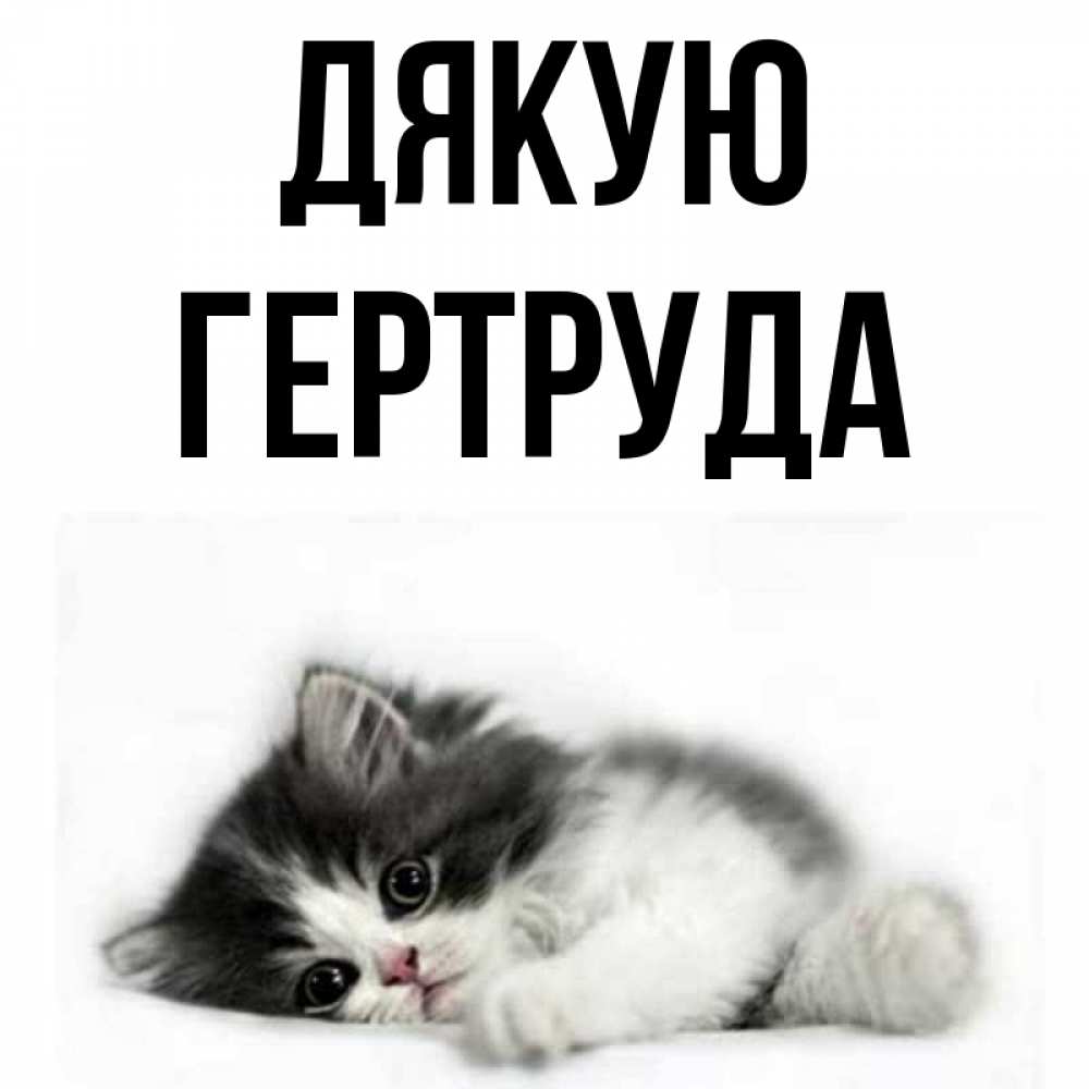 Открытка на каждый день з підписом, Гертруда Дякую черный и белый кот Прикольна листівка з побажанням онлайн скачати безкоштовно 