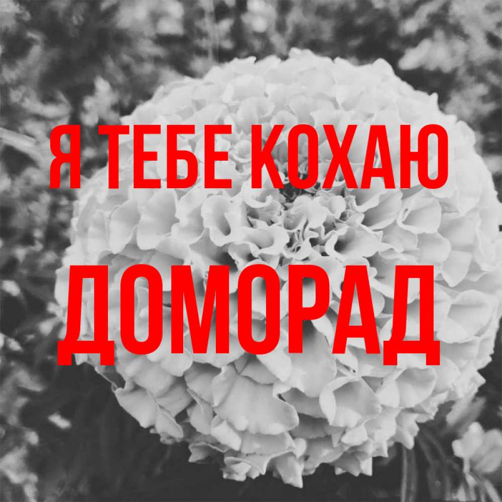 Открытка на каждый день з підписом, Доморад Я тебе кохаю подпись Прикольна листівка з побажанням онлайн скачати безкоштовно 
