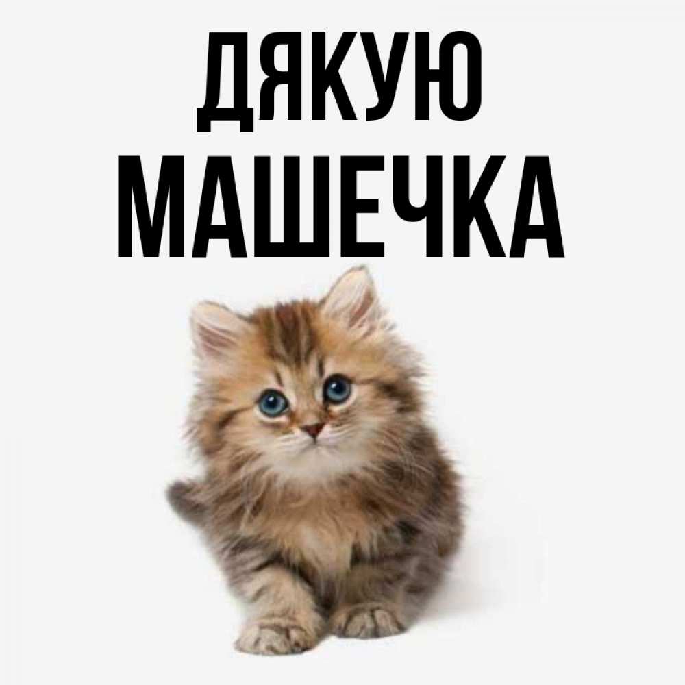 Открытка на каждый день з підписом, Машечка Дякую пушистый котик Прикольна листівка з побажанням онлайн скачати безкоштовно 