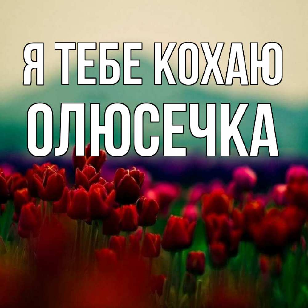 Открытка на каждый день з підписом, Олюсечка Я тебе кохаю тюльпаны 4 Прикольна листівка з побажанням онлайн скачати безкоштовно 