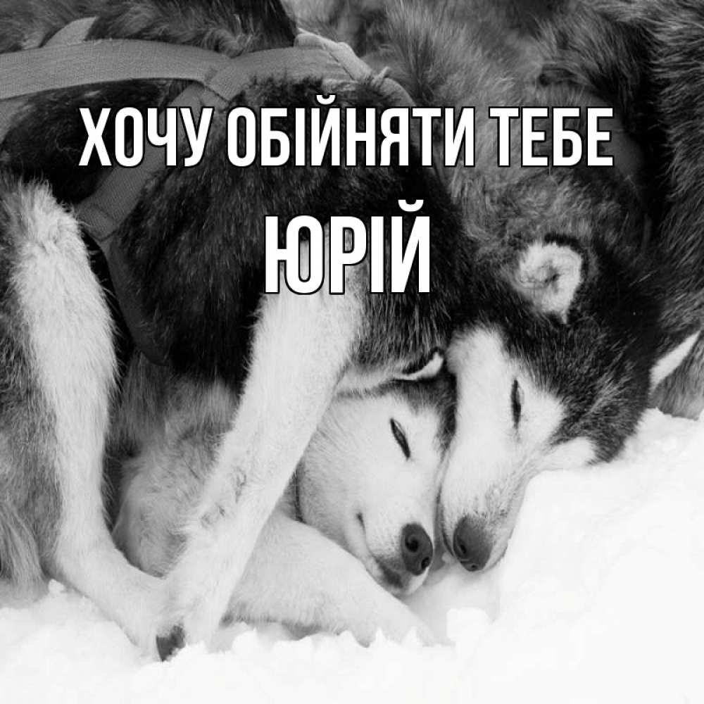 Открытка на каждый день з підписом, Юрій Хочу обійняти тебе собачки в упряжке Прикольна листівка з побажанням онлайн скачати безкоштовно 