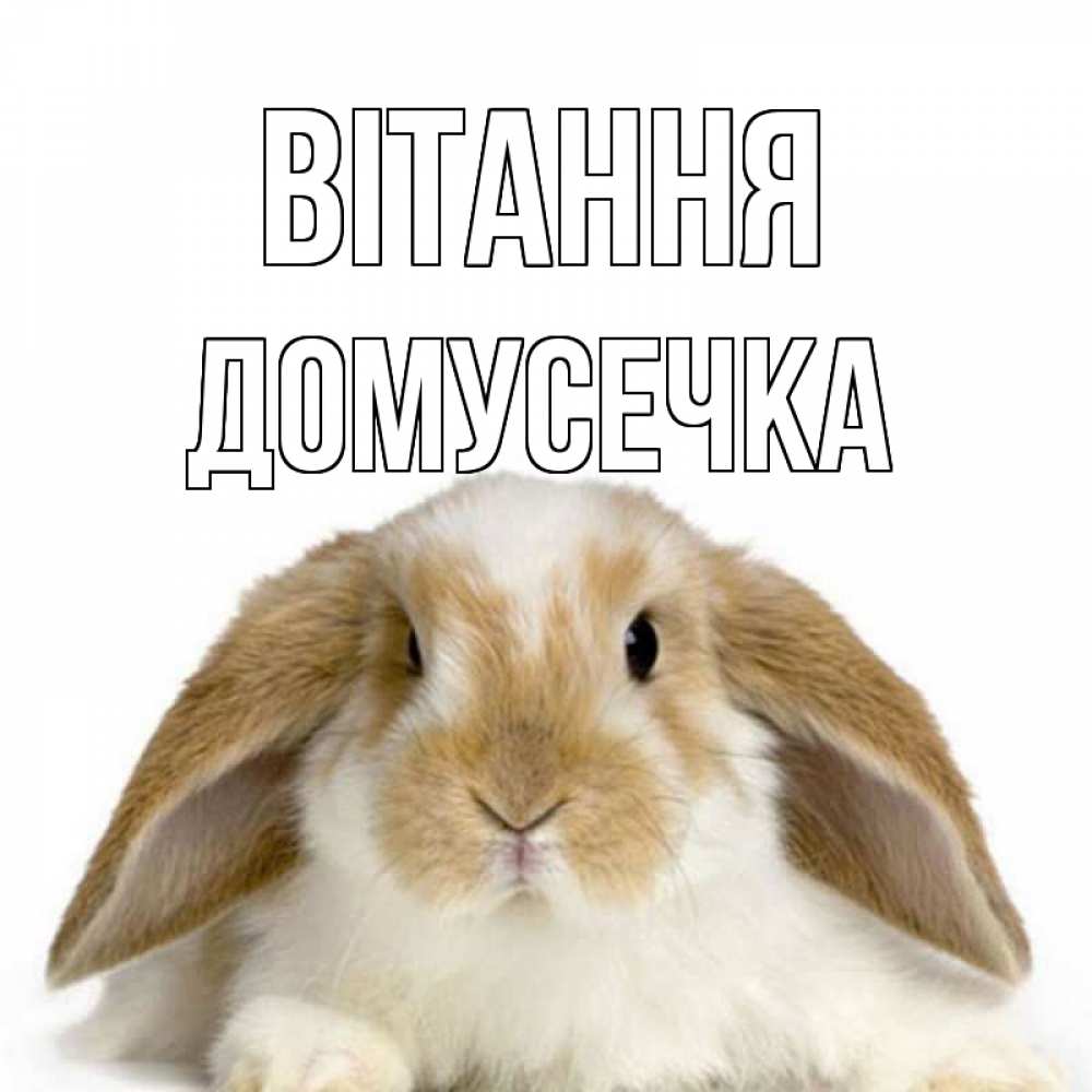 Открытка на каждый день з підписом, Домусечка Вітання с животными Прикольна листівка з побажанням онлайн скачати безкоштовно 