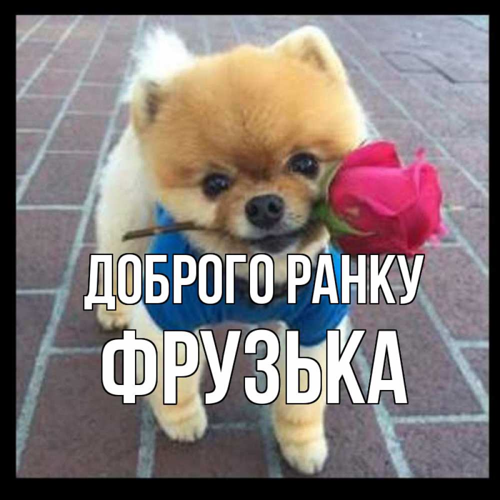 Открытка на каждый день з підписом, Фрузька Доброго ранку роза в зубах Прикольна листівка з побажанням онлайн скачати безкоштовно 