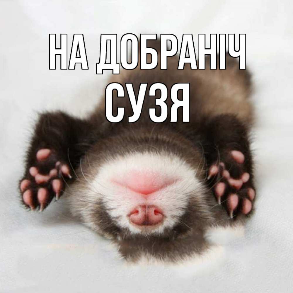 Открытка на каждый день з підписом, Сузя На добраніч зверек Прикольна листівка з побажанням онлайн скачати безкоштовно 
