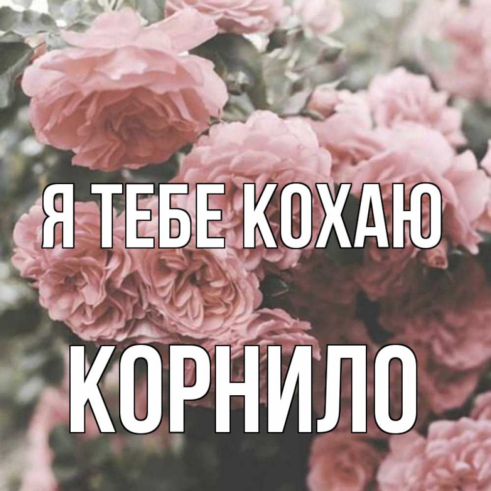 Открытка на каждый день з підписом, Корнило Я тебе кохаю розы 3 Прикольна листівка з побажанням онлайн скачати безкоштовно 