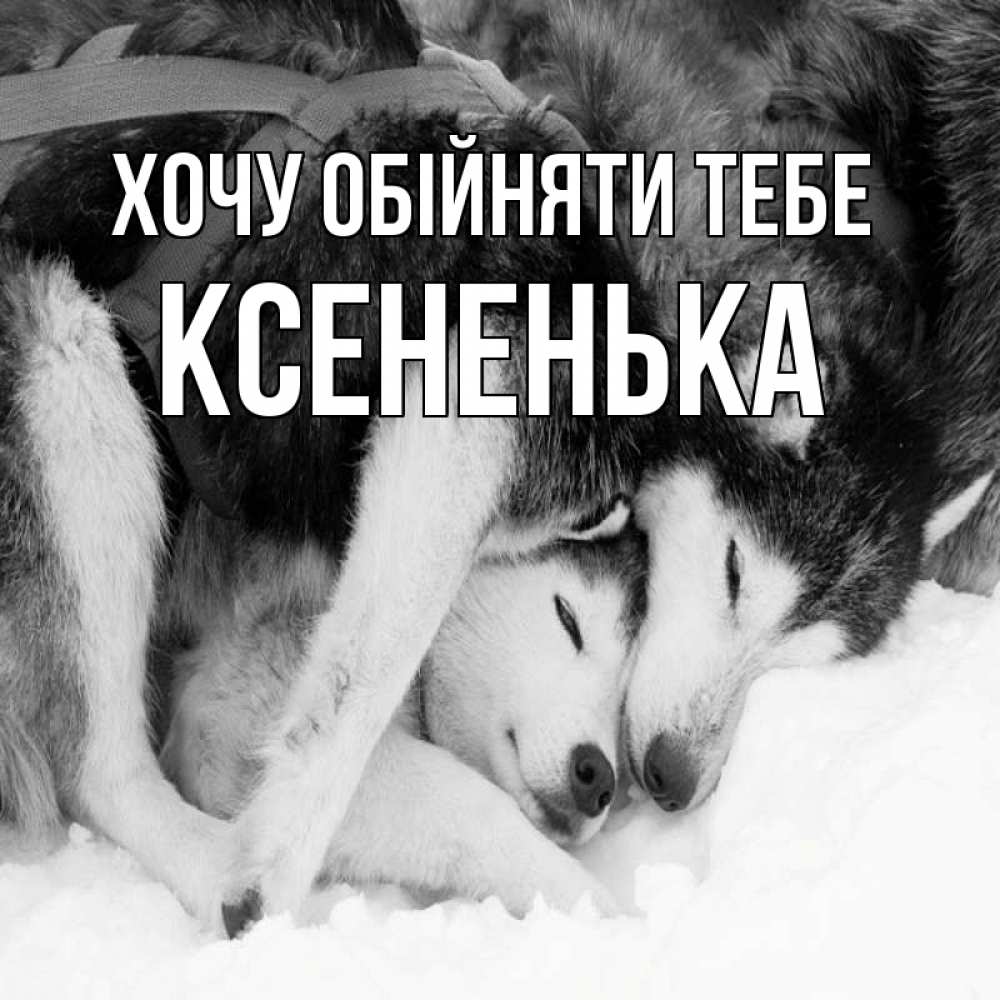 Открытка на каждый день з підписом, Ксененька Хочу обійняти тебе собачки в упряжке Прикольна листівка з побажанням онлайн скачати безкоштовно 