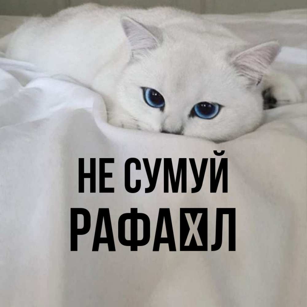 Открытка на каждый день з підписом, Рафаїл Не сумуй Голубоглазая кошка Прикольна листівка з побажанням онлайн скачати безкоштовно 
