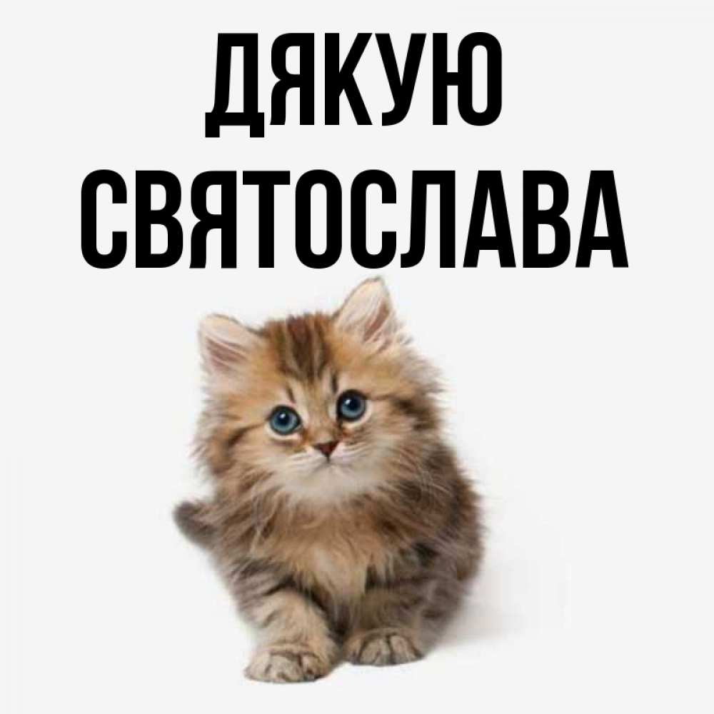 Открытка на каждый день з підписом, Святослава Дякую пушистый котик Прикольна листівка з побажанням онлайн скачати безкоштовно 