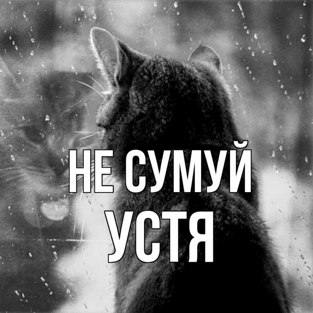 Открытка на каждый день з підписом, Устя Не сумуй отражение кота 1 Прикольна листівка з побажанням онлайн скачати безкоштовно 