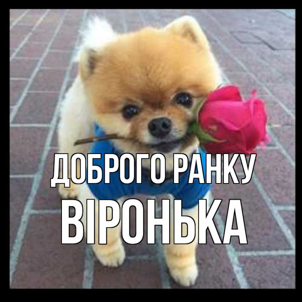Открытка на каждый день з підписом, Віронька Доброго ранку роза в зубах Прикольна листівка з побажанням онлайн скачати безкоштовно 