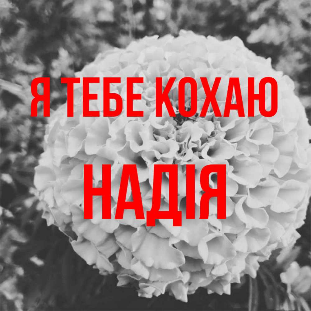 Открытка на каждый день з підписом, Надія Я тебе кохаю подпись Прикольна листівка з побажанням онлайн скачати безкоштовно 