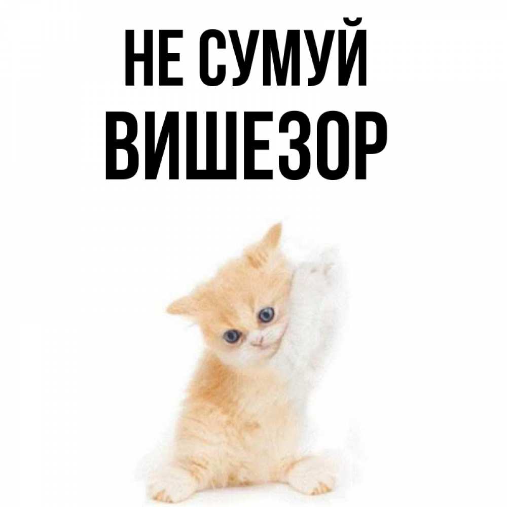 Открытка на каждый день з підписом, Вишезор Не сумуй просящий кот Прикольна листівка з побажанням онлайн скачати безкоштовно 