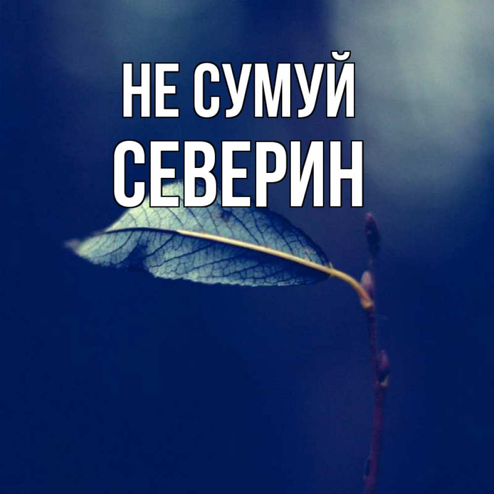Открытка на каждый день з підписом, Северин Не сумуй растение Прикольна листівка з побажанням онлайн скачати безкоштовно 