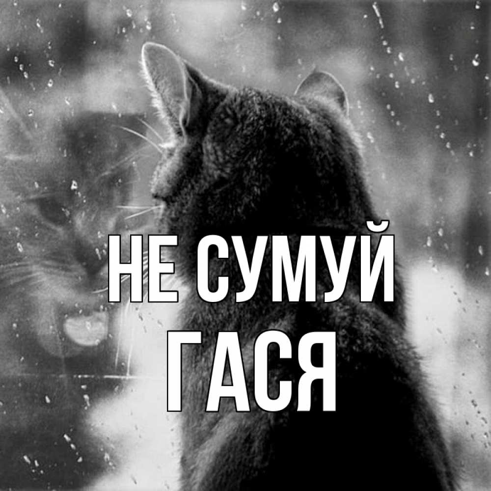Открытка на каждый день з підписом, Гася Не сумуй отражение кота 1 Прикольна листівка з побажанням онлайн скачати безкоштовно 