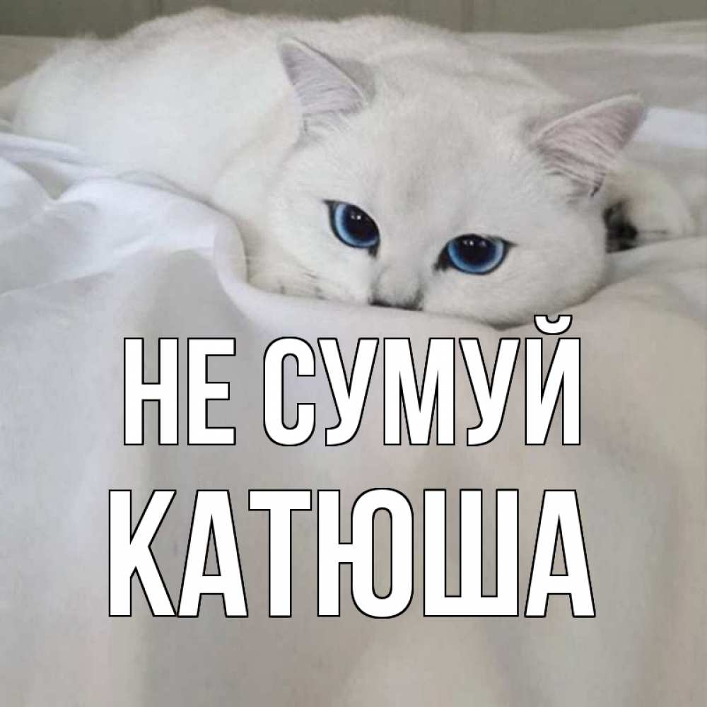 Открытка на каждый день з підписом, Катюша Не сумуй белый кот с голубыми глазами на белоснежной кровати Прикольна листівка з побажанням онлайн скачати безкоштовно 