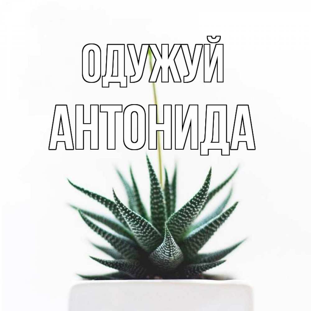 Открытка на каждый день з підписом, Антонида Одужуй короче это непонятная колючка Прикольна листівка з побажанням онлайн скачати безкоштовно 