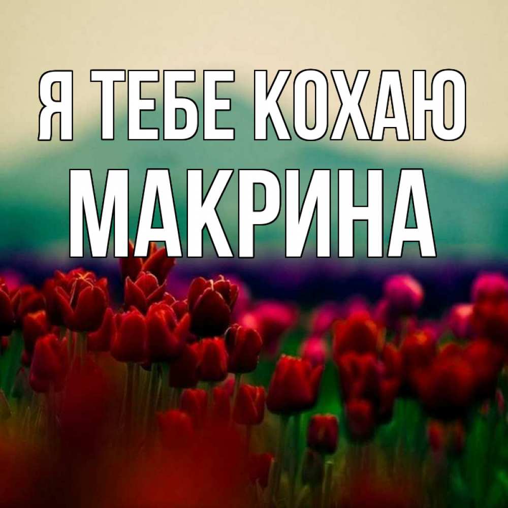 Открытка на каждый день з підписом, Макрина Я тебе кохаю тюльпаны 4 Прикольна листівка з побажанням онлайн скачати безкоштовно 
