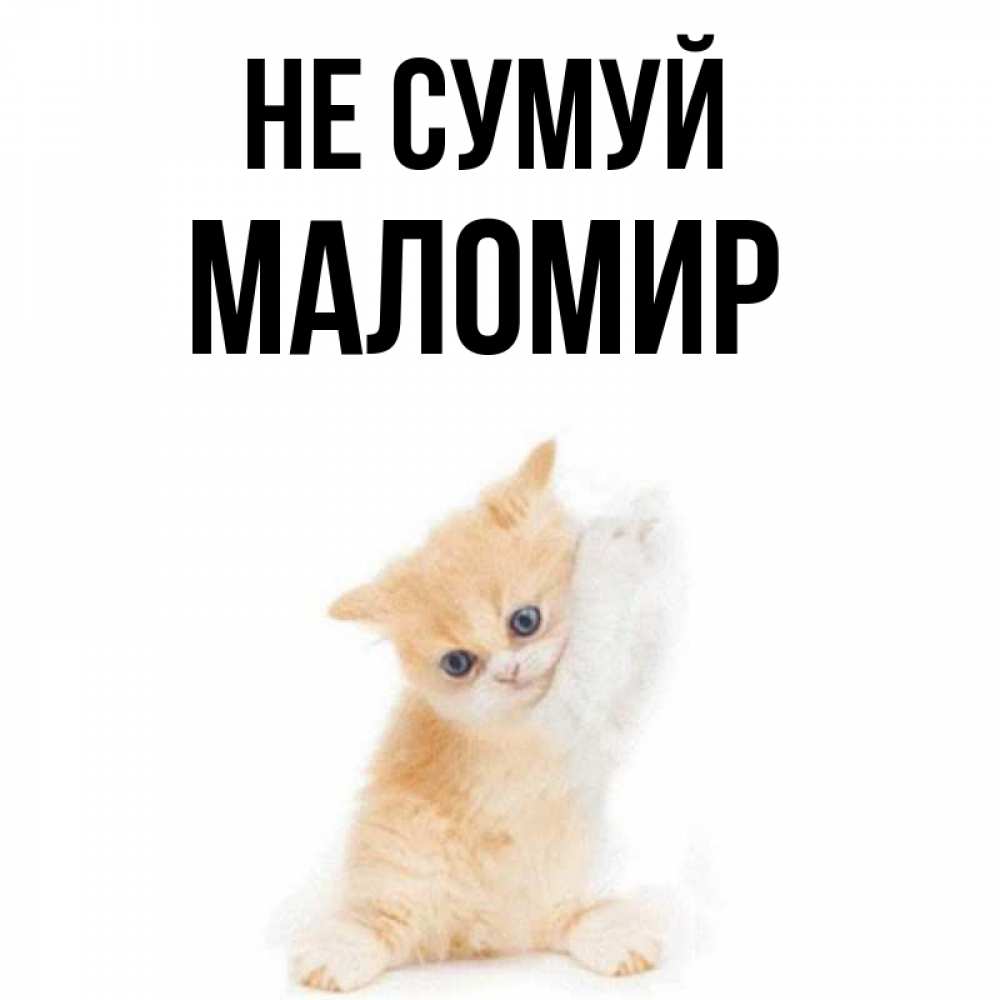 Открытка на каждый день з підписом, Маломир Не сумуй просящий кот Прикольна листівка з побажанням онлайн скачати безкоштовно 