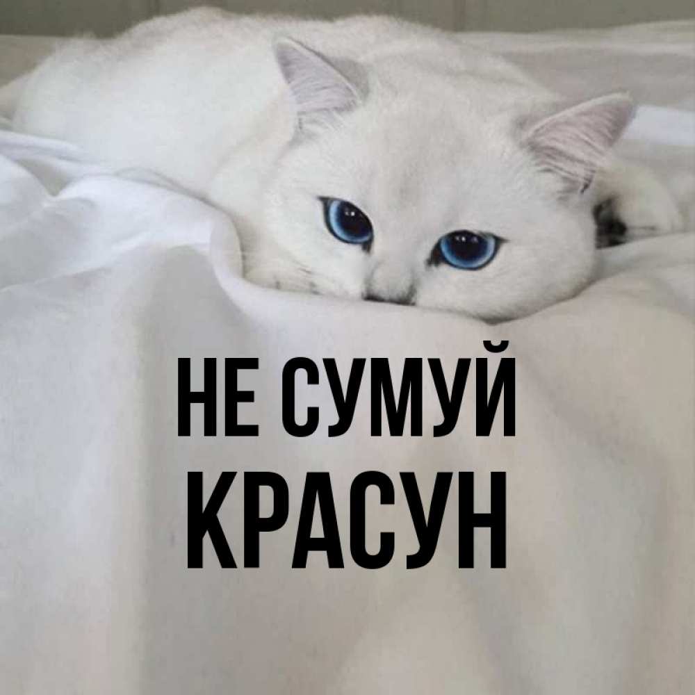 Открытка на каждый день з підписом, Красун Не сумуй Голубоглазая кошка Прикольна листівка з побажанням онлайн скачати безкоштовно 