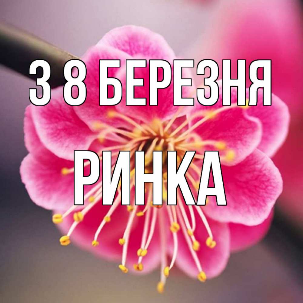 Открытка на каждый день з підписом, Ринка З 8 БЕРЕЗНЯ цветы Прикольна листівка з побажанням онлайн скачати безкоштовно 