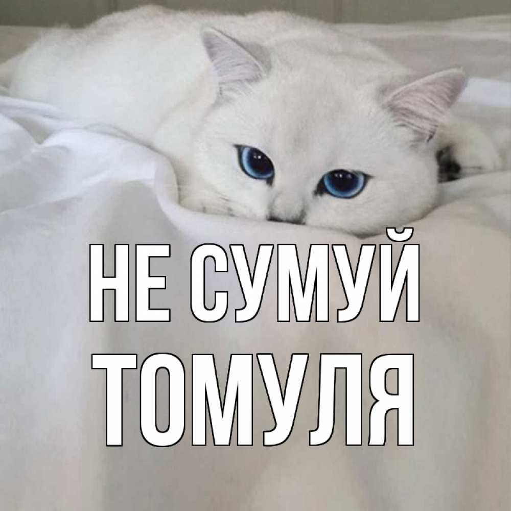 Открытка на каждый день з підписом, Томуля Не сумуй белый кот с голубыми глазами на белоснежной кровати Прикольна листівка з побажанням онлайн скачати безкоштовно 