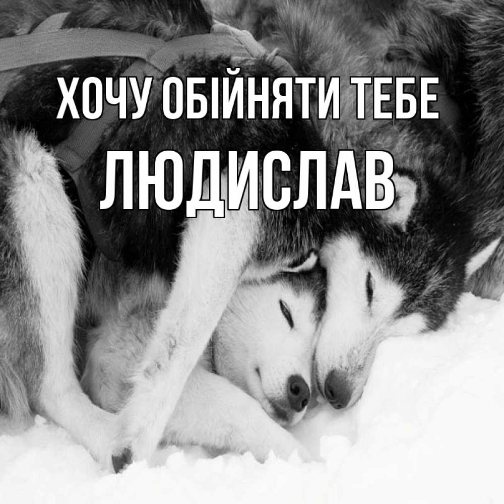 Открытка на каждый день з підписом, Людислав Хочу обійняти тебе собачки в упряжке Прикольна листівка з побажанням онлайн скачати безкоштовно 