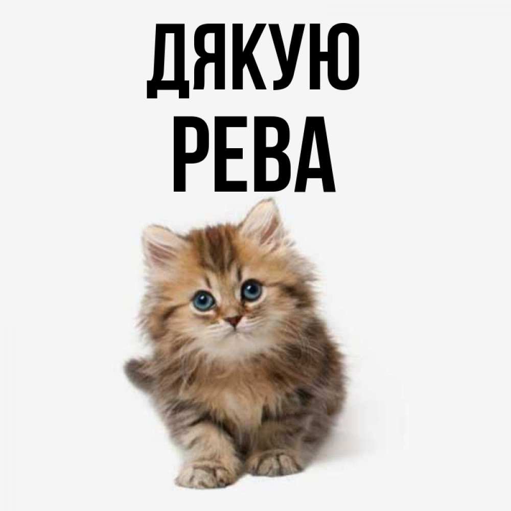 Открытка на каждый день з підписом, Рева Дякую пушистый котик Прикольна листівка з побажанням онлайн скачати безкоштовно 