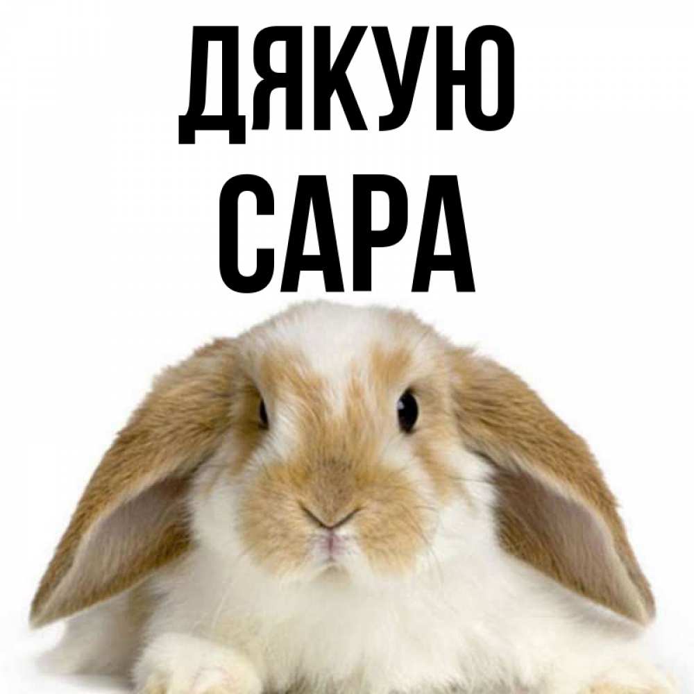 Открытка на каждый день з підписом, Сара Дякую коричнево белый заяц Прикольна листівка з побажанням онлайн скачати безкоштовно 
