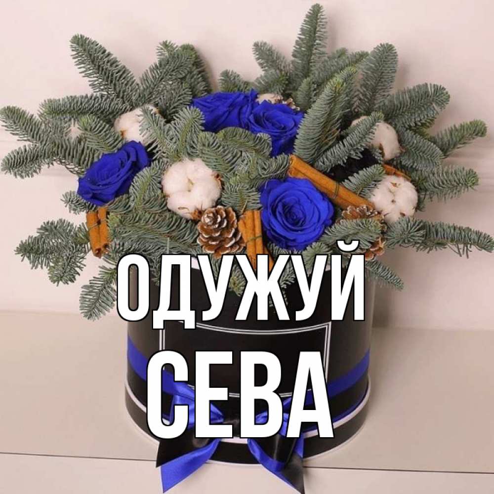 Открытка на каждый день з підписом, Сева Одужуй короче кто то загрузил эти шишки Прикольна листівка з побажанням онлайн скачати безкоштовно 