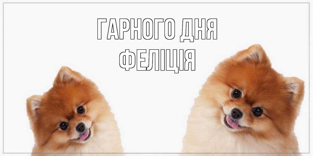 Открытка на каждый день з підписом, Феліція Гарного дня собачки желают прекрасного дня Прикольна листівка з побажанням онлайн скачати безкоштовно 