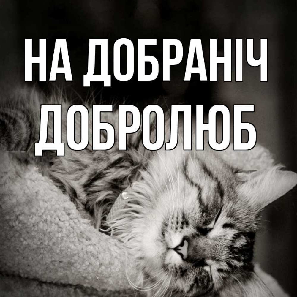 Открытка на каждый день з підписом, Добролюб На добраніч котярик пушистый Прикольна листівка з побажанням онлайн скачати безкоштовно 