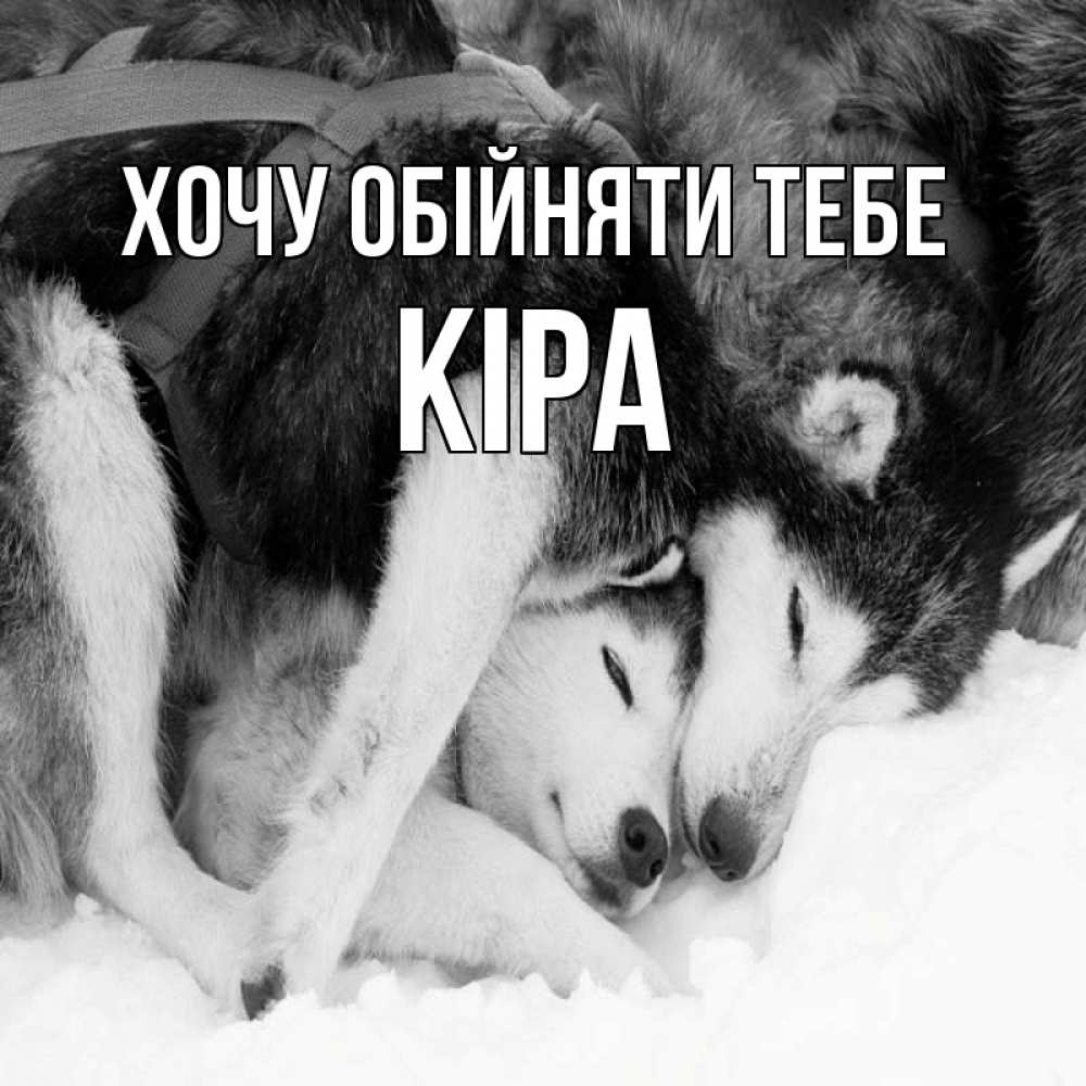 Открытка на каждый день з підписом, Кіра Хочу обійняти тебе собачки в упряжке Прикольна листівка з побажанням онлайн скачати безкоштовно 