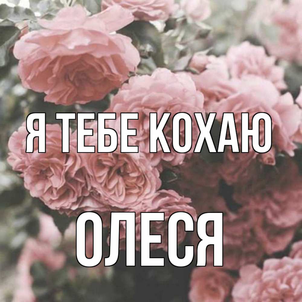 Открытка на каждый день з підписом, Олеся Я тебе кохаю розы 3 Прикольна листівка з побажанням онлайн скачати безкоштовно 