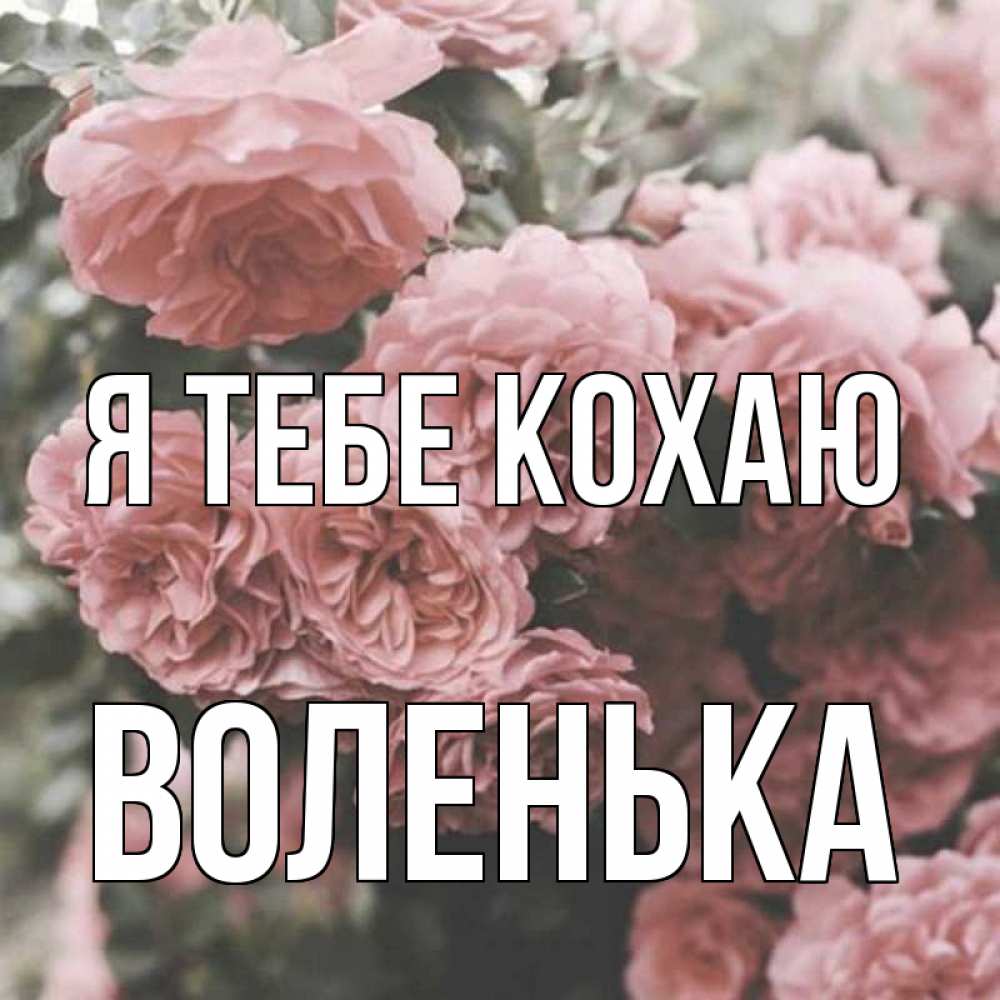 Открытка на каждый день з підписом, Воленька Я тебе кохаю розы 3 Прикольна листівка з побажанням онлайн скачати безкоштовно 