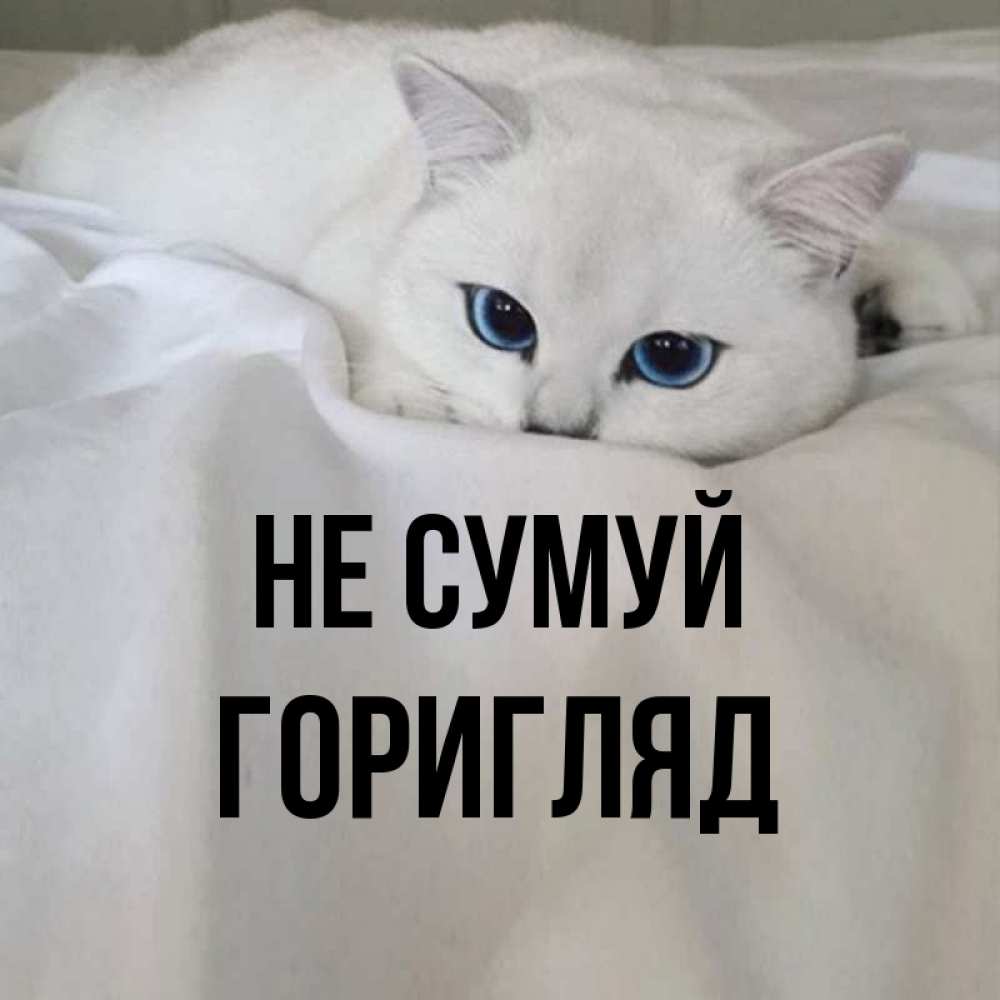Открытка на каждый день з підписом, Горигляд Не сумуй Голубоглазая кошка Прикольна листівка з побажанням онлайн скачати безкоштовно 