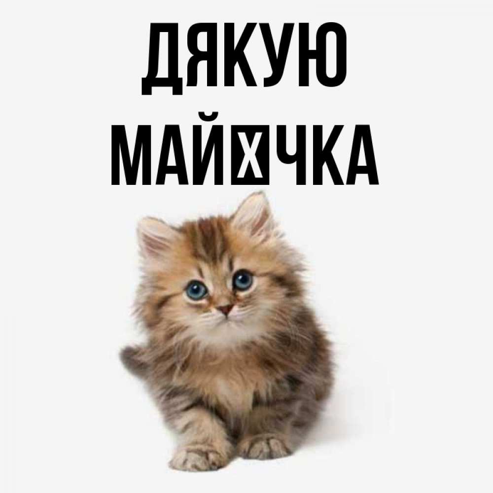 Открытка на каждый день з підписом, Майєчка Дякую пушистый котик Прикольна листівка з побажанням онлайн скачати безкоштовно 